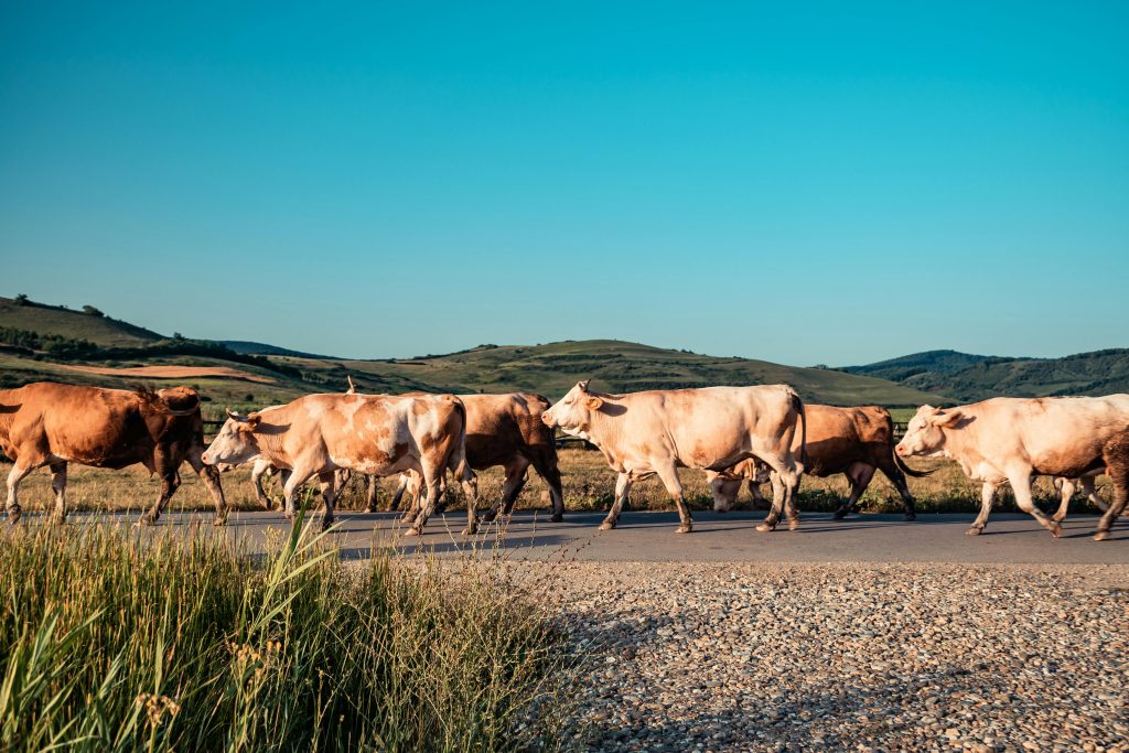 Benefits of Raising Hereford Cows