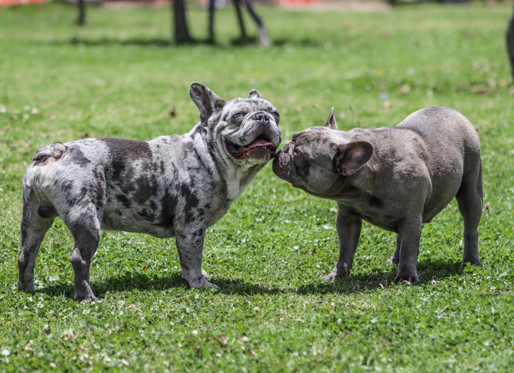 Rousing Bulldog Stories