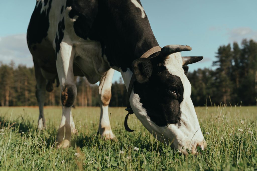 The Holstein Friesian cow