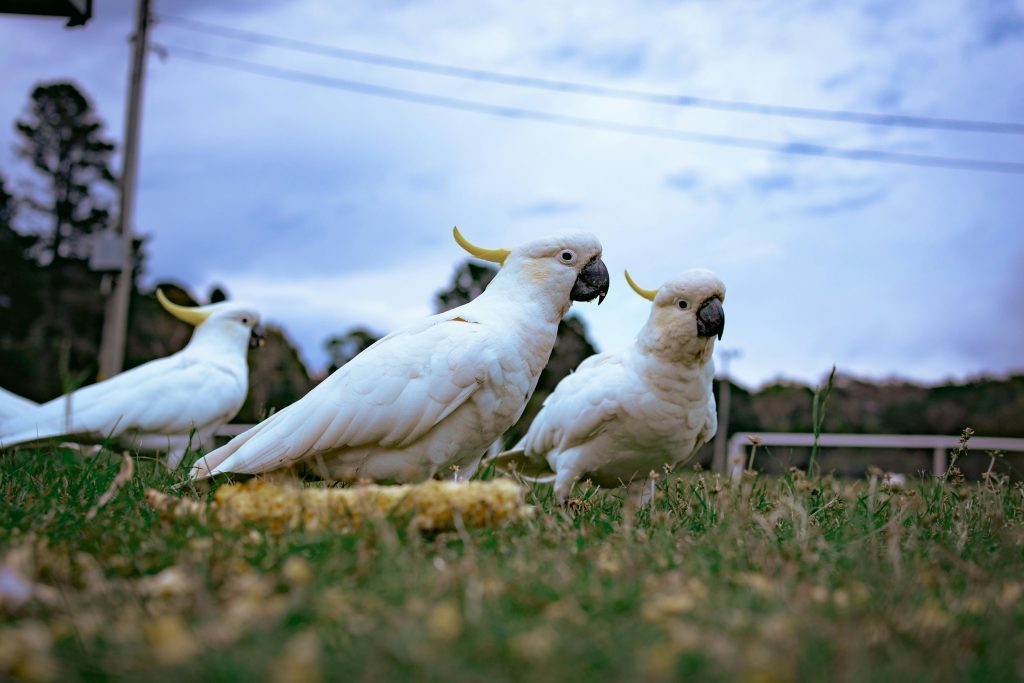 Parrots as Treatment Creatures