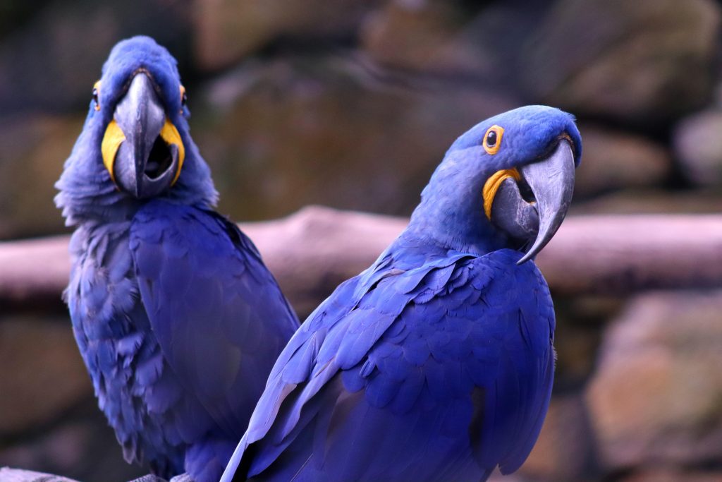 The Captivating Universe of Parrots: