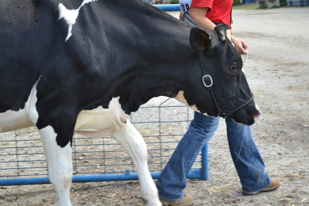 The Job of Innovation in Dairy Cultivating