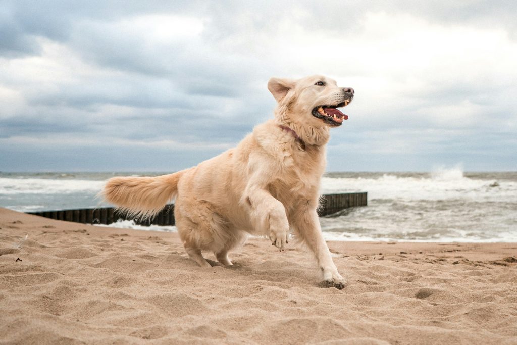 Golden Retrievers: Your Faithful, Adorable Buddies