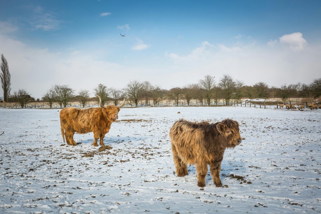 Hereford cows