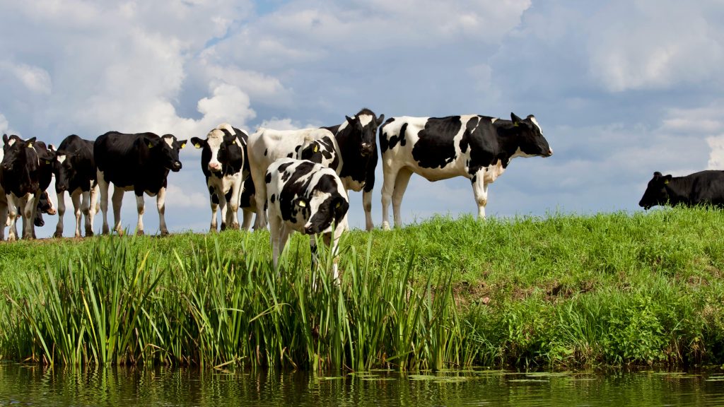 Dietary benefit of Holstein Milk