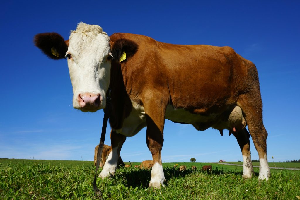 The Legacy of Hereford Cattles