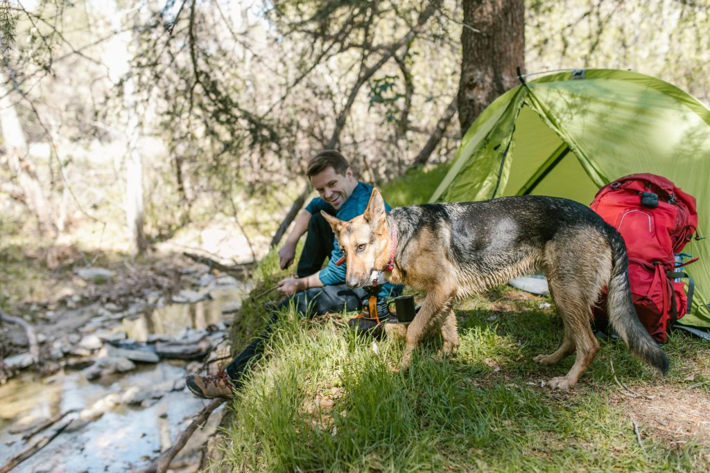 German Shepherds 